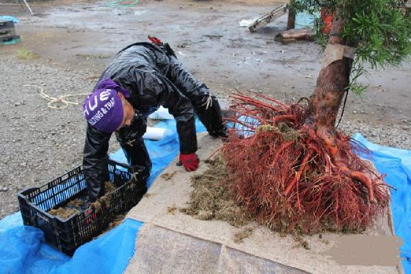 綠化苗木苗圃 綠化苗木苗圃