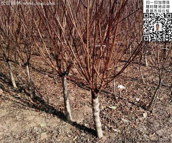 榆葉梅樹苗 榆葉梅樹苗