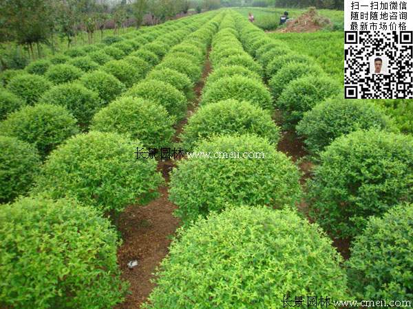 180~200公分小葉女貞球價(jià)格_報(bào)價(jià) 180~200公分小葉女貞球價(jià)格_報(bào)價(jià)