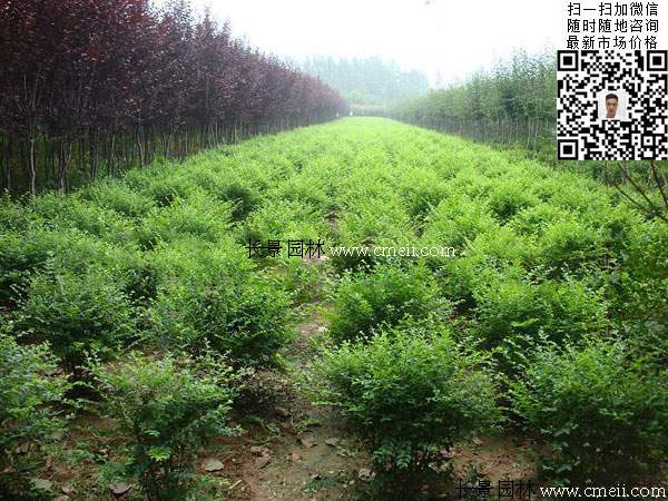 小葉女貞球最新價格_報價信息 小葉女貞球最新價格_報價信息