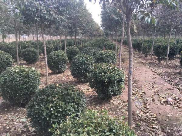 優質大葉黃楊球