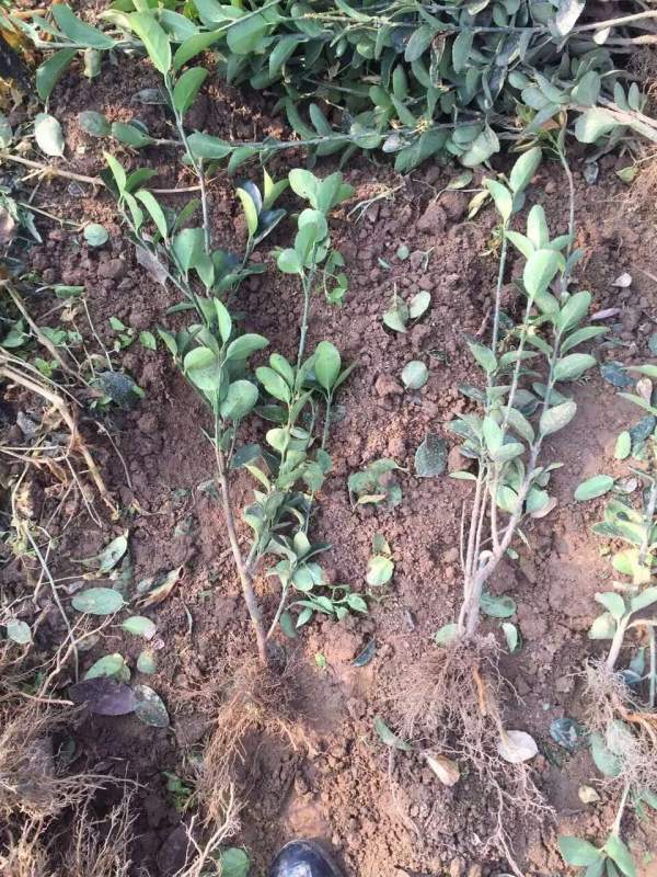 大葉黃楊籬一平方米多少棵 大葉黃楊籬一平方米多少棵