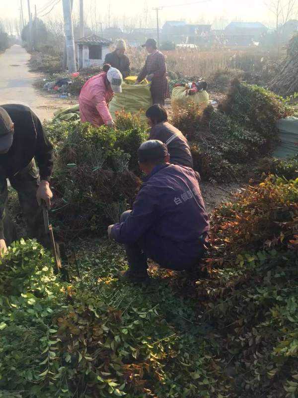 大葉黃楊籬一平方米多少棵 大葉黃楊籬一平方米多少棵