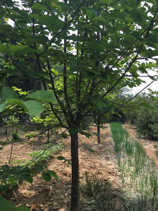 紫玉蘭樹圖片 紫玉蘭樹圖片