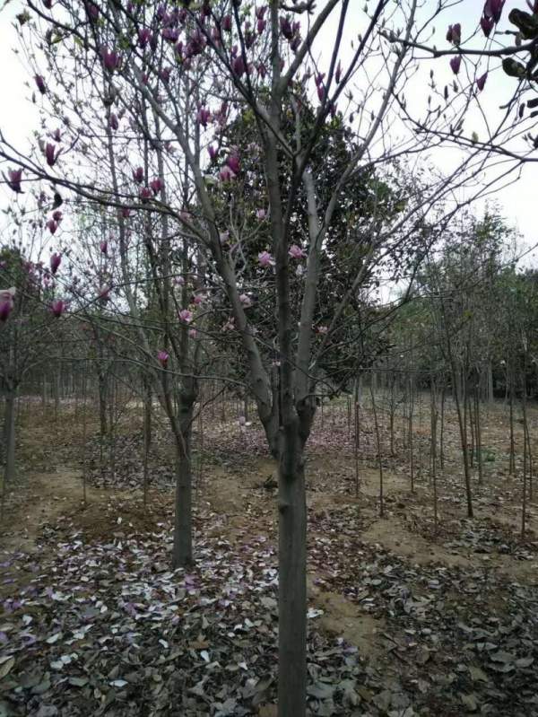 紫玉蘭樹圖片 紫玉蘭樹圖片