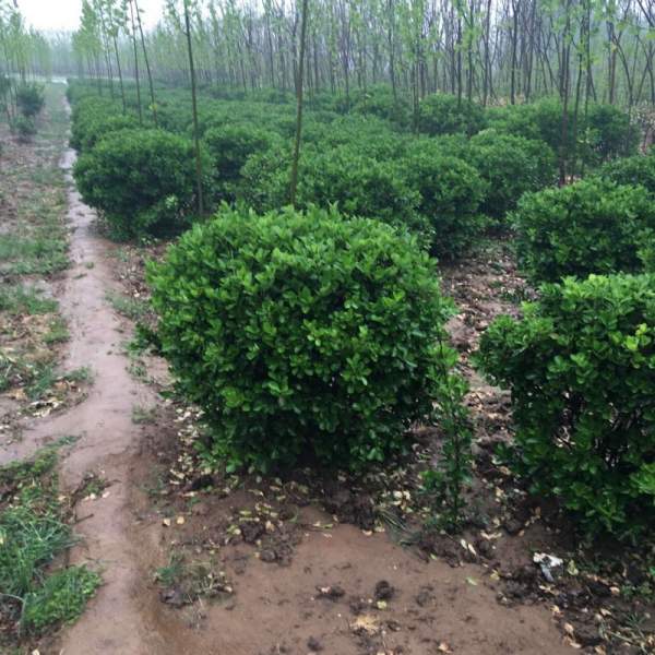 大葉黃楊球 大葉黃楊球