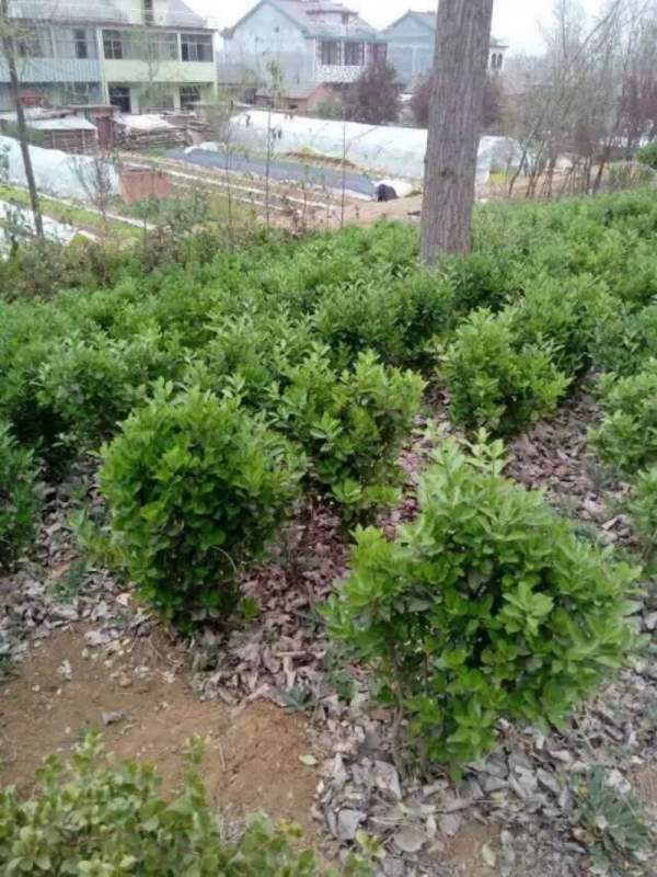 大葉黃楊 大葉黃楊