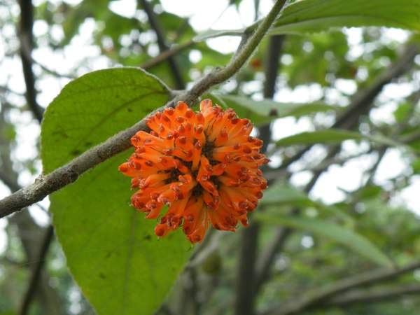 構(gòu)樹的果實(shí)能吃嗎？