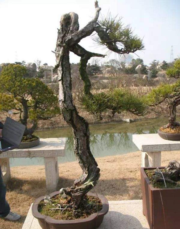 造型黑松 造型黑松