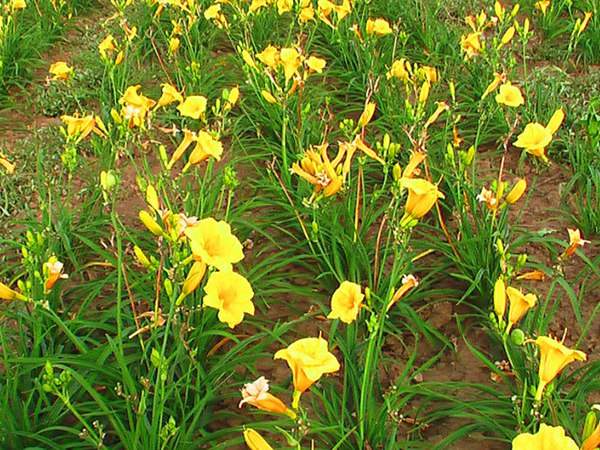 金娃娃萱草 金娃娃萱草