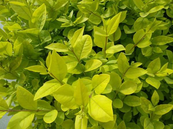 金葉女貞如何進(jìn)行繁殖育苗?