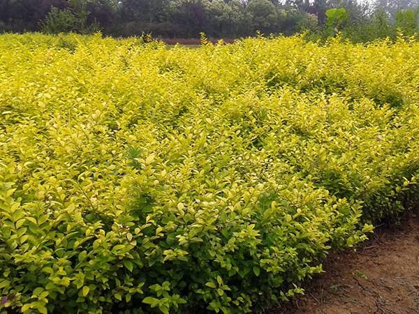 金葉女貞常見的病蟲害以及如何防治經驗分享 金葉女貞常見的病蟲害以及如何防治經驗分享