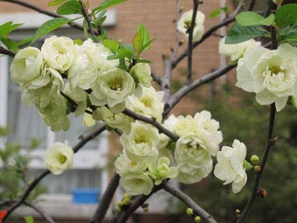 白色的貼梗海棠花 白色的貼梗海棠花
