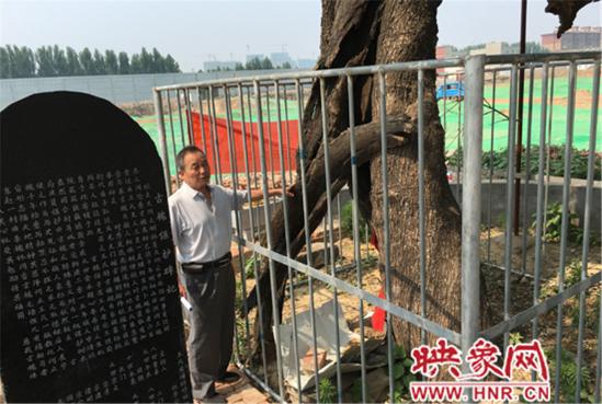 1100年古槐樹 1100年古槐樹