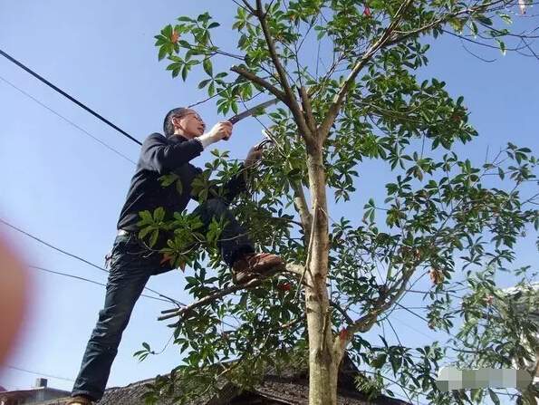 行道樹修剪 行道樹修剪