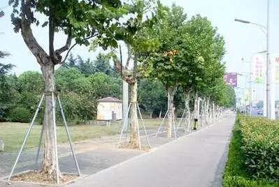 行道樹設立支架防風倒伏 行道樹設立支架防風倒伏