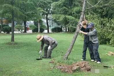 行道樹雨后扶正拉直 行道樹雨后扶正拉直