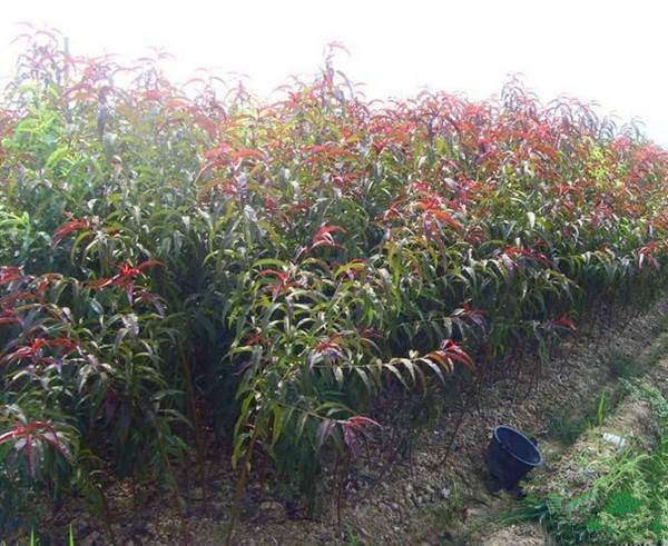 紅葉碧桃苗--長(zhǎng)景園林 紅葉碧桃苗--長(zhǎng)景園林