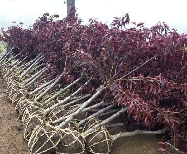 紅葉碧桃苗--長(zhǎng)景園林 紅葉碧桃苗--長(zhǎng)景園林