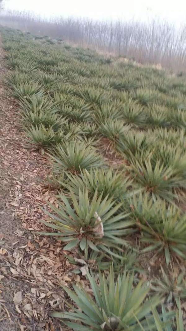 冠幅60公分80公分劍麻苗出售圖片 冠幅60公分80公分劍麻苗出售圖片