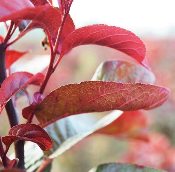 紫葉李葉片 紫葉李葉片