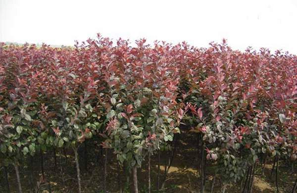 紫葉李成品苗 紫葉李成品苗