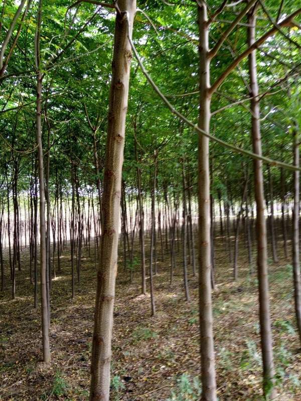 供應胸徑6公分7公分8公分苦楝樹 供應胸徑6公分7公分8公分苦楝樹