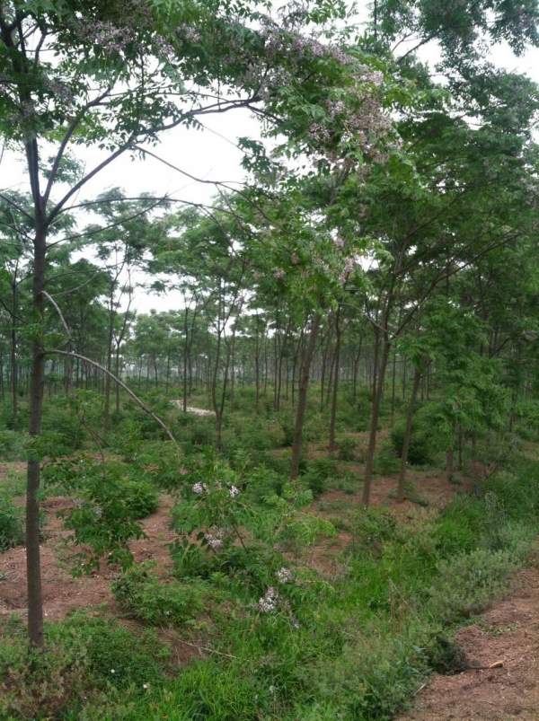 供應胸徑6公分7公分8公分苦楝樹 供應胸徑6公分7公分8公分苦楝樹