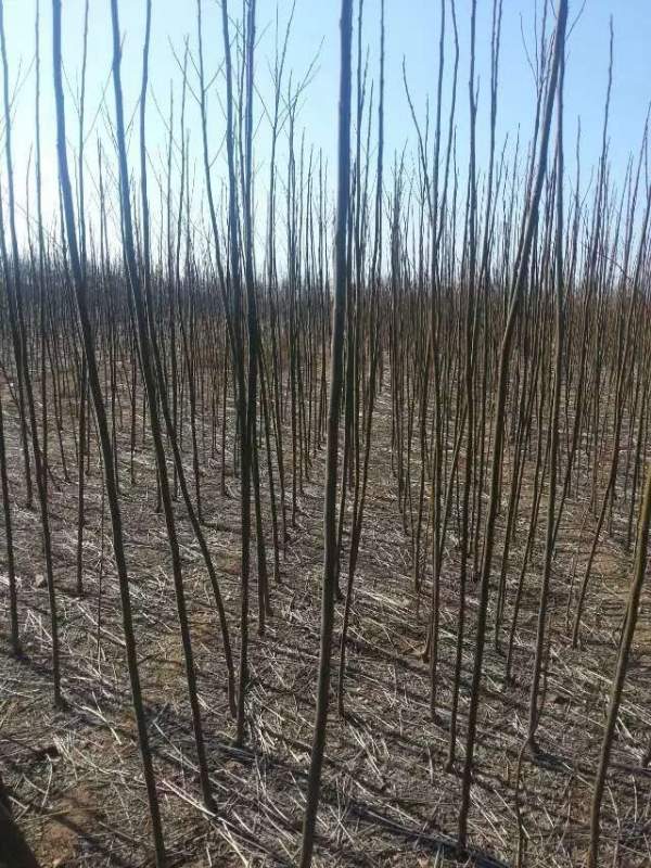 米徑3公分4公分5公分6公分苦楝樹圖片 米徑3公分4公分5公分6公分苦楝樹圖片