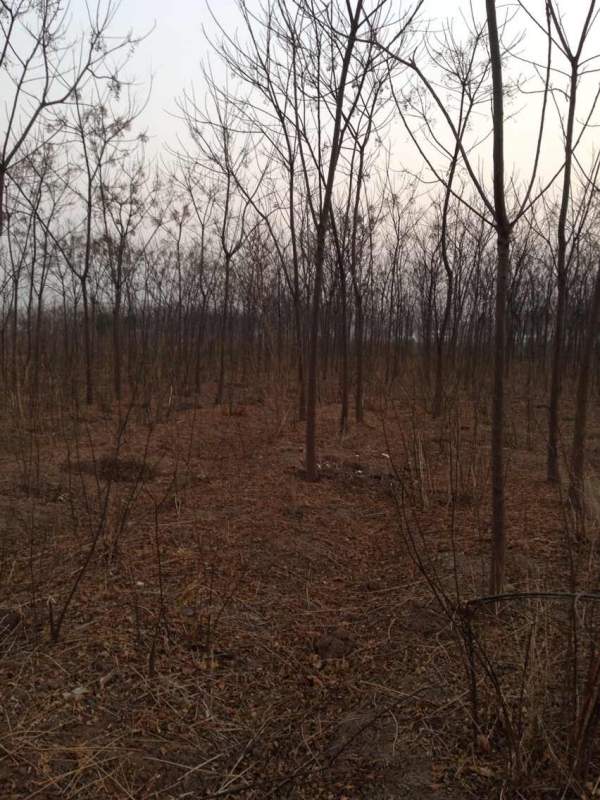 胸徑7公分8公分9公分苦楝樹圖片 胸徑7公分8公分9公分苦楝樹圖片