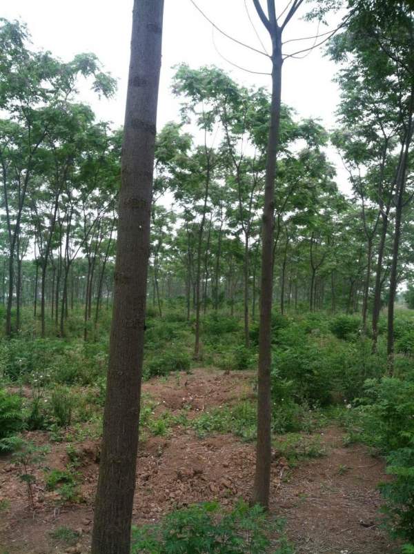 銷售7公分8公分苦楝樹 銷售7公分8公分苦楝樹