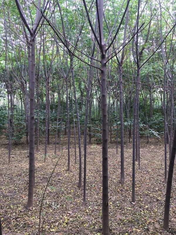 銷售7公分8公分苦楝樹 銷售7公分8公分苦楝樹