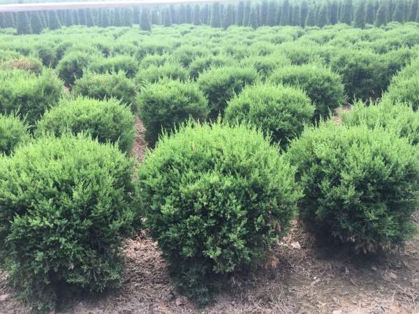 冠幅80公分1米1.2米1.3米蜀檜球 冠幅80公分1米1.2米1.3米蜀檜球