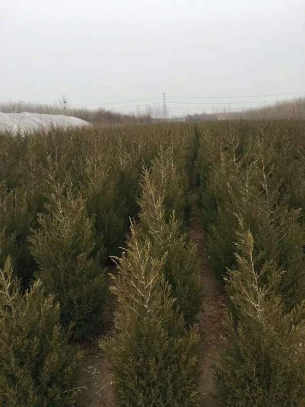 高度40公分50公分60公分蜀檜苗 高度40公分50公分60公分蜀檜苗