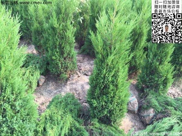 高度60公分70公分80公分蜀檜大量供應 高度60公分70公分80公分蜀檜大量供應
