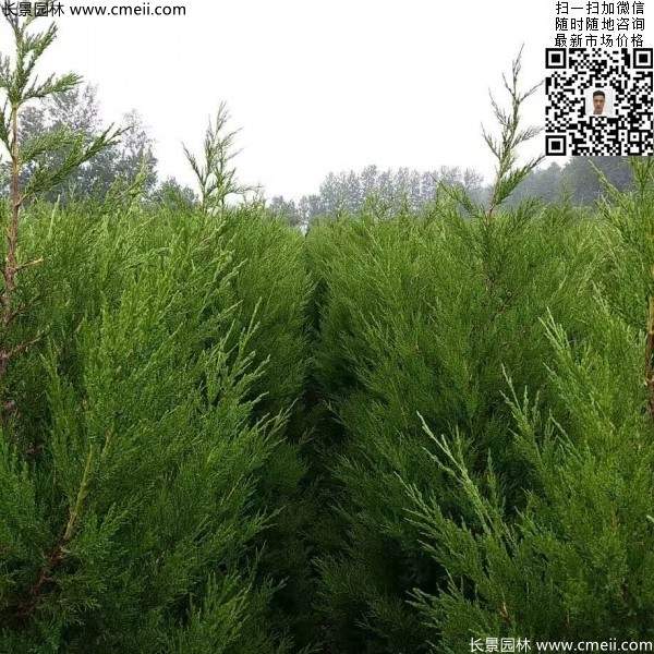 高度1米1.2米蜀檜精品苗優(yōu)惠價格出售 高度1米1.2米蜀檜精品苗優(yōu)惠價格出售