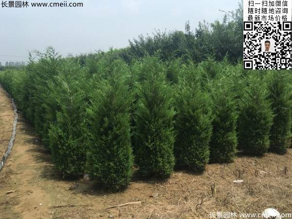 常綠松柏植物塔柏圖片 常綠松柏植物塔柏圖片