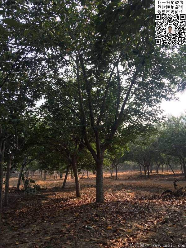 地徑14公分15公分16公分櫻花樹 地徑14公分15公分16公分櫻花樹