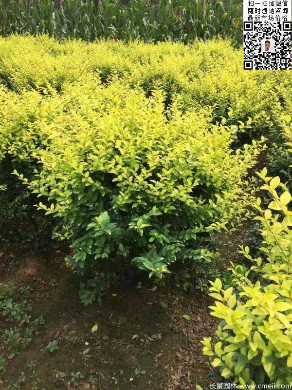 冠幅1.3米1.4米金葉女貞球圖片大量供應(yīng) 冠幅1.3米1.4米金葉女貞球圖片大量供應(yīng)