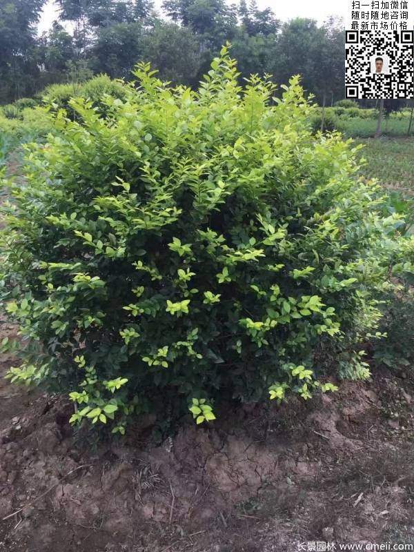 冠幅1.3米1.4米金葉女貞球圖片大量供應(yīng) 冠幅1.3米1.4米金葉女貞球圖片大量供應(yīng)