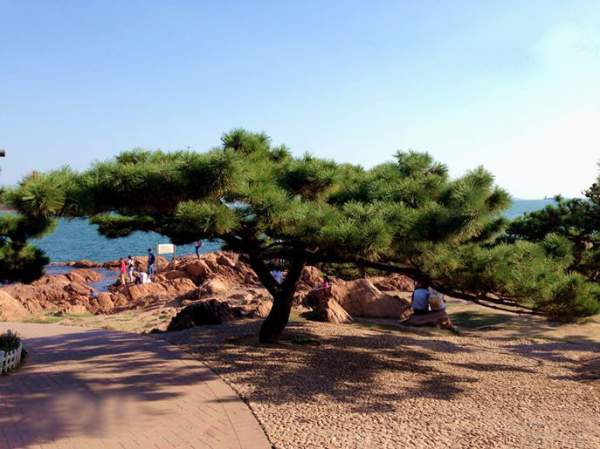 海邊黑松 海邊黑松