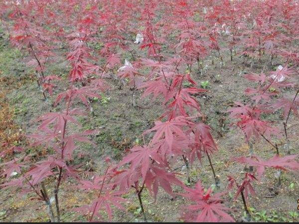 二年生紅楓小苗 二年生紅楓小苗