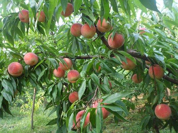 想知道桃樹結(jié)果多的秘訣嗎？