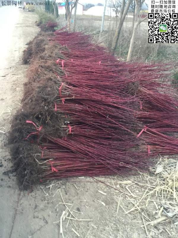 主教紅瑞木 主教紅瑞木