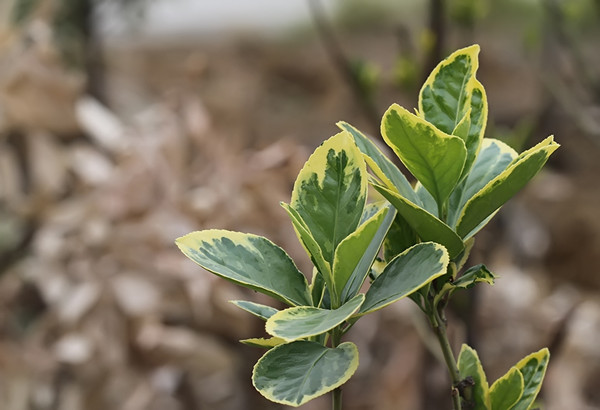 金邊黃楊--長(zhǎng)景園林 金邊黃楊--長(zhǎng)景園林