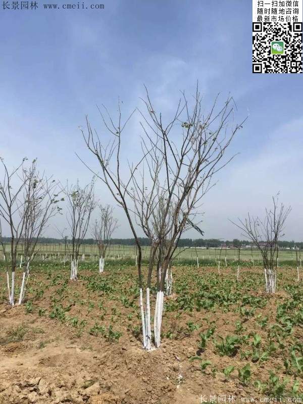 大規(guī)格櫸樹 大規(guī)格櫸樹