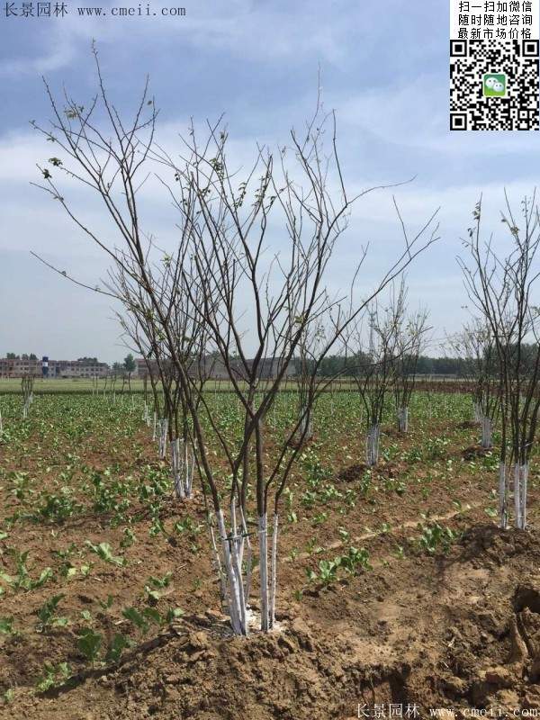 大規(guī)格櫸樹 大規(guī)格櫸樹