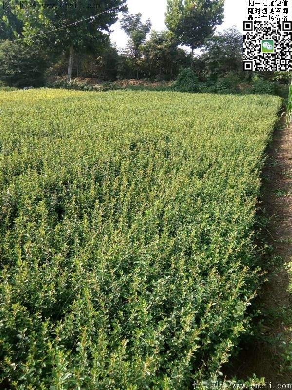 火棘苗--長景園林 火棘苗--長景園林