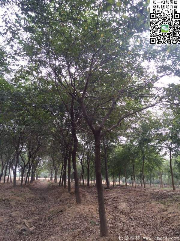 櫸樹綠化 櫸樹綠化