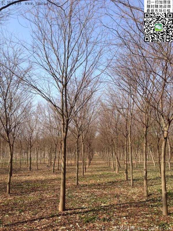 櫸樹(shù) 櫸樹(shù)